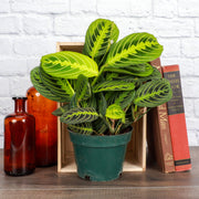 Thorsen's Greenhouse - Lemon Lime Prayer Plant in 4 pot, showcasing vibrant green leaves. Ideal for indoor settings, pet-safe, and perfect for trailing growth.