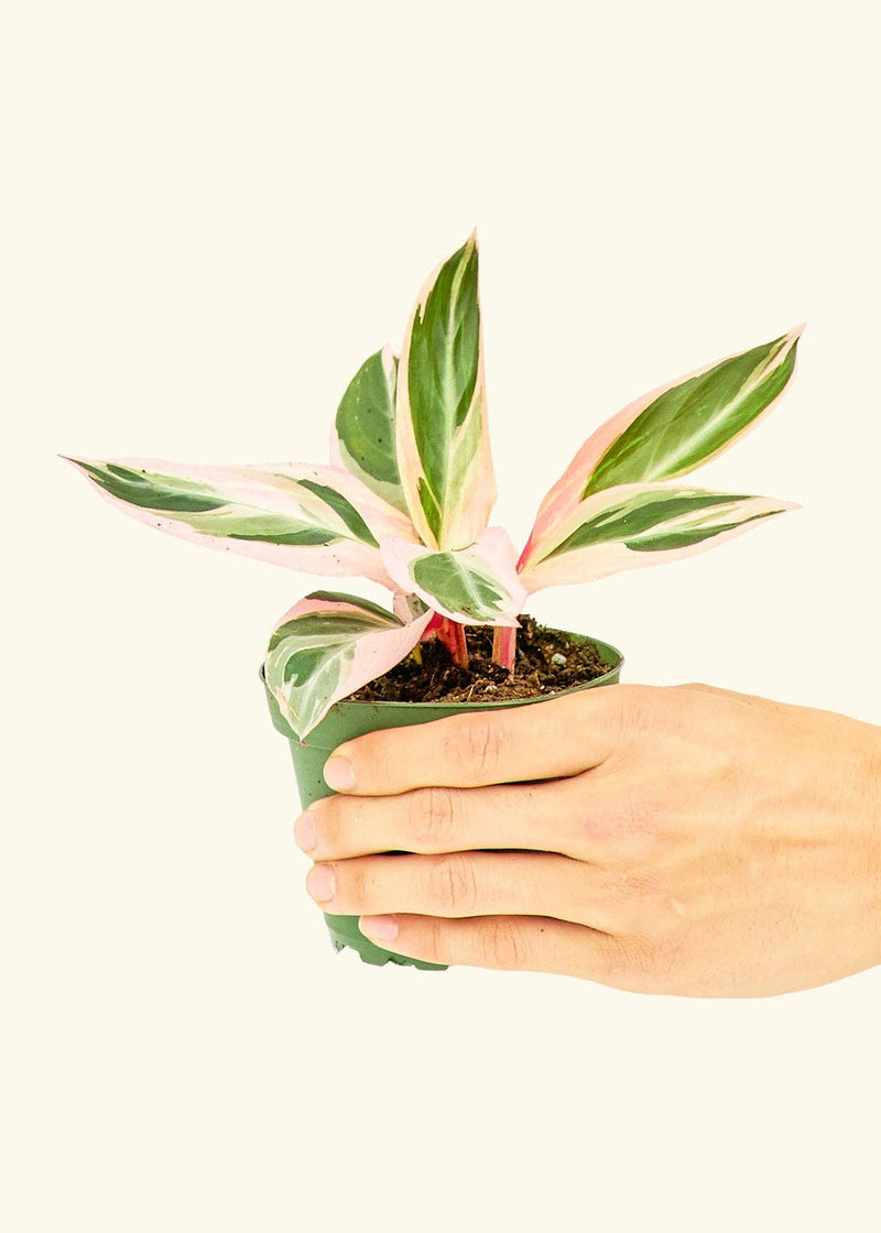 Rooted Stromanthe 'Triostar' plant in a hand, potted in a 4 or 6 nursery pot, showcasing vibrant foliage, available from Athens Cooks.