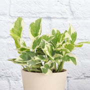 Thorsen's Greenhouse - Pearls and Jade Pothos in a white pot, showcasing variegated green and white leaves, ideal for enhancing indoor spaces.