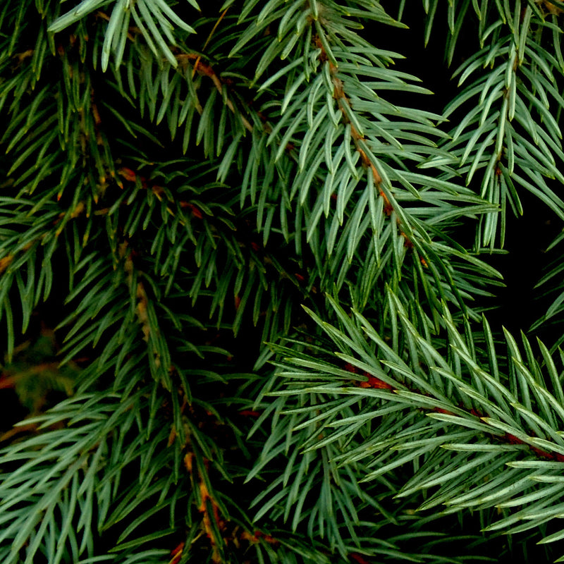 Los Poblanos | Vela del Bosque Candle