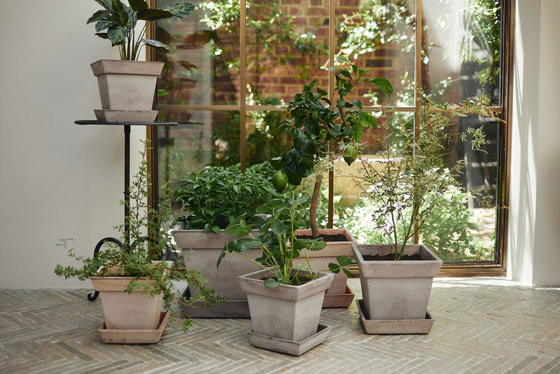 Bergs Potter | Planet Venus