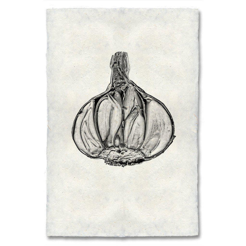 Barloga Studios | Garlic on Nepalese Hand-Made Paper, 9x14 inches