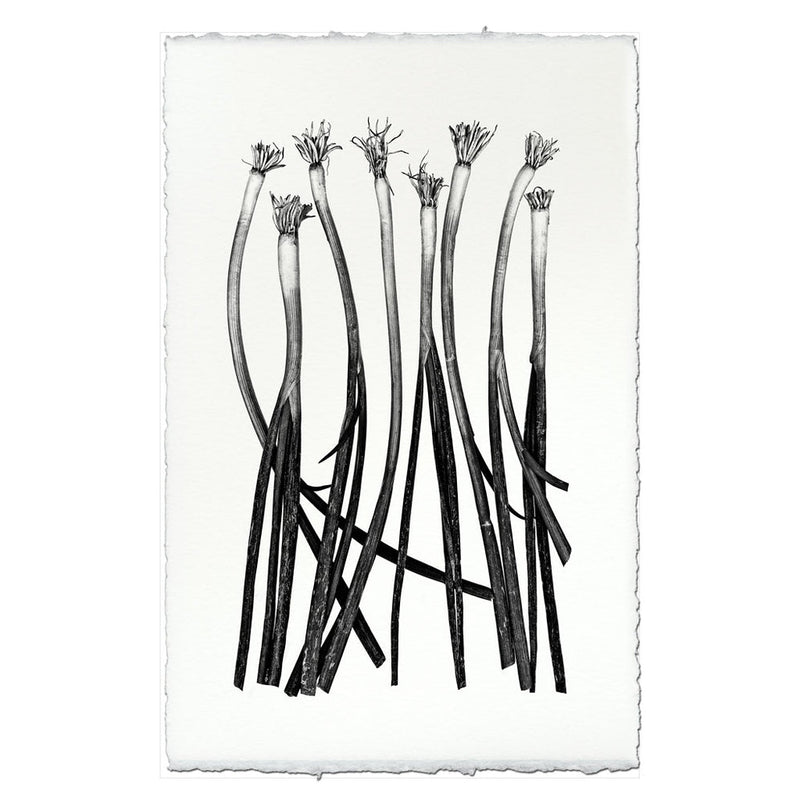 Barloga Studios | Green Onions on Nepalese Hand-Made Paper, 9x14 inches