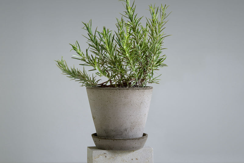 Bergs Potter | Elizabeth Rosa