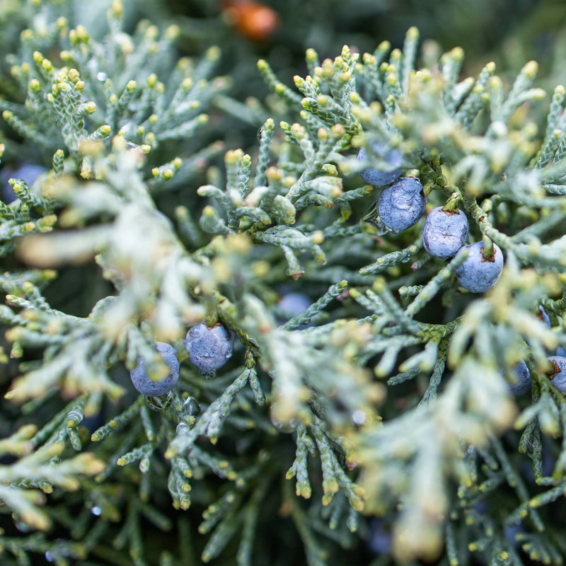 Los Poblanos | Tierra Candle