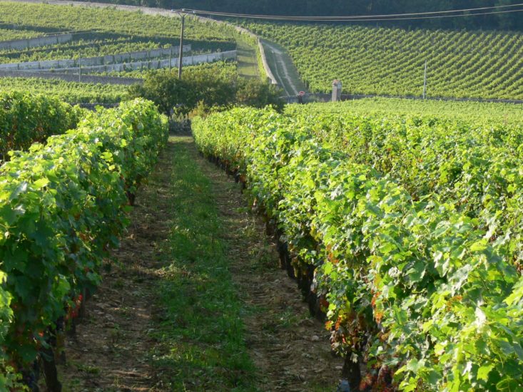 2023 Chateau Yvonne Saumur-Champigny "La Folie"