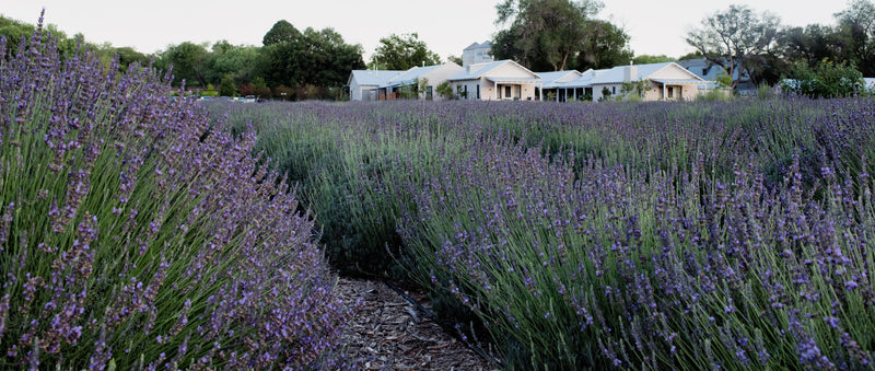 Los Poblanos | Lavender Honey