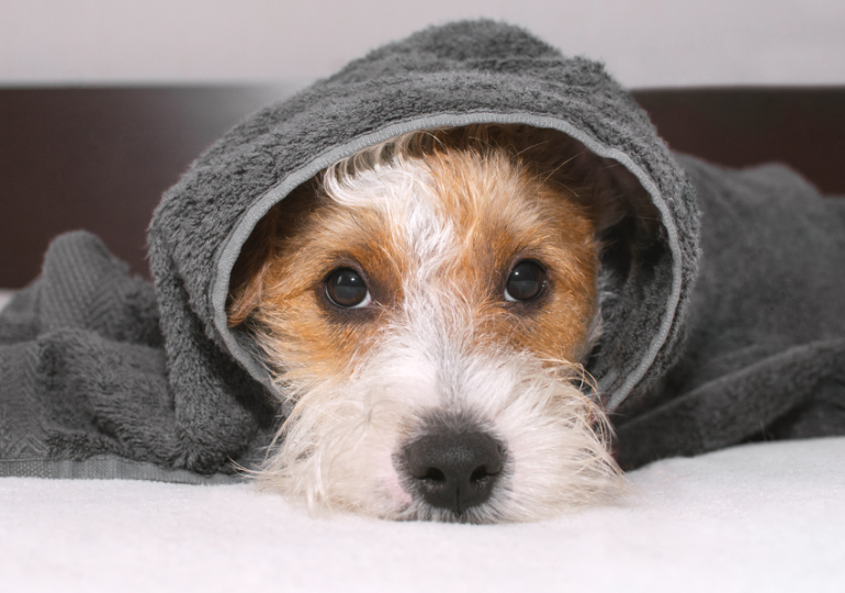 DOG By Dr Lisa | DOG Calm Cologne