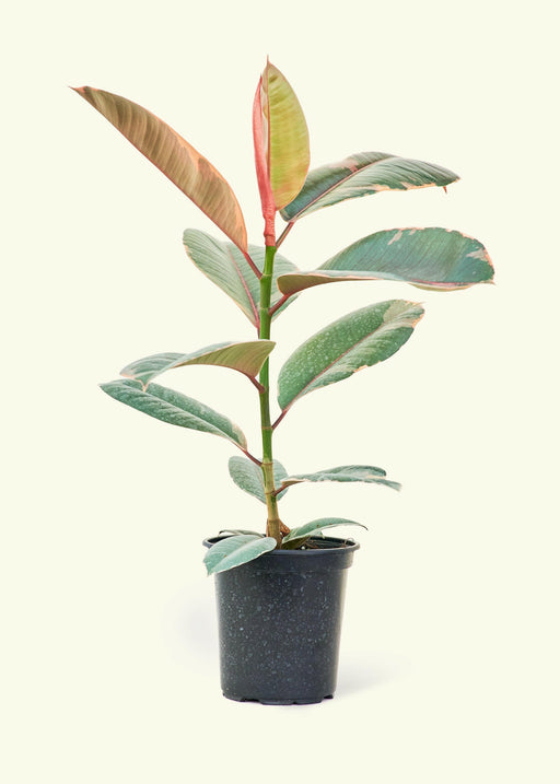 Velvet Leaf Philodendron with soft, shimmering leaves in a pot, suitable for indoor settings, reflecting the curated elegance of Athens Cooks.