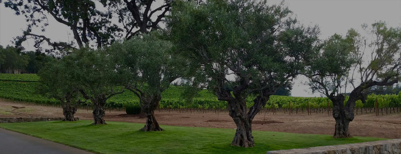 Ancient Olive Trees | Dirty Martini Juice