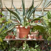 The Floral Society | Daily Plate, Sand, holds a modern pillar candle beside a large agave in a greenhouse, accentuating the lush, sunlit plant display.