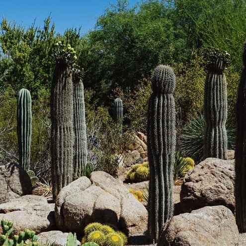 Hayden Flour Mills | Pasta Flour