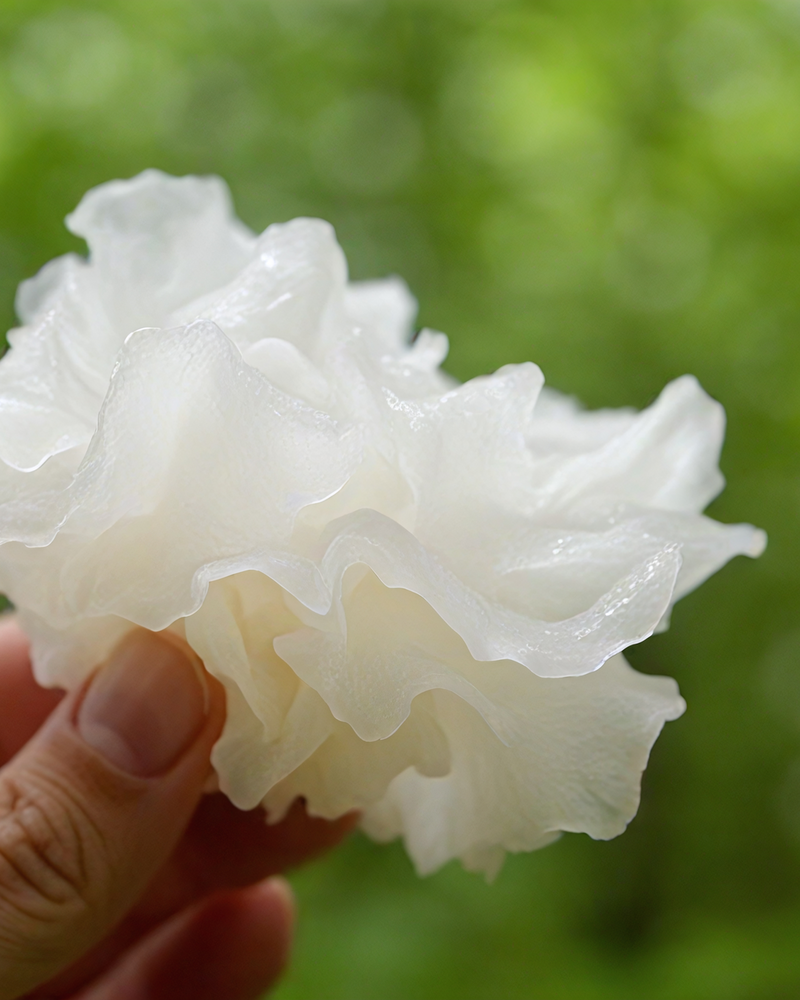 Roots And Leaves | Tremella Mushroom Serum