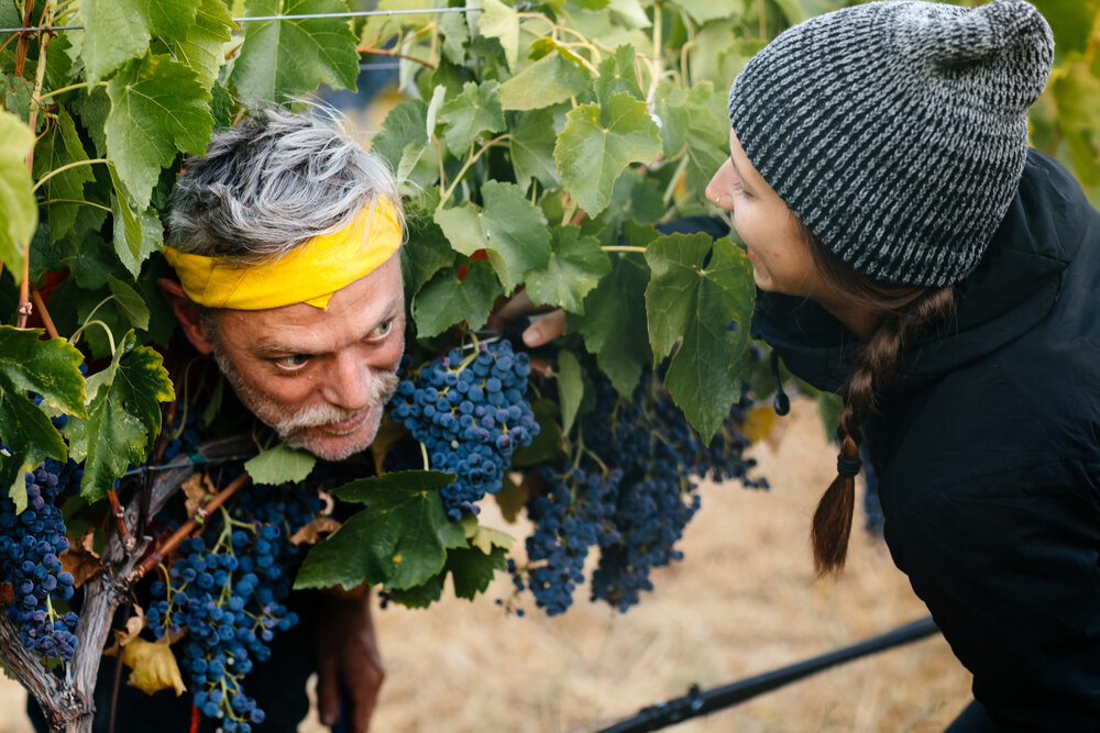 Forlorn Hope | Barbera "San Hercurmer delle Frecce"