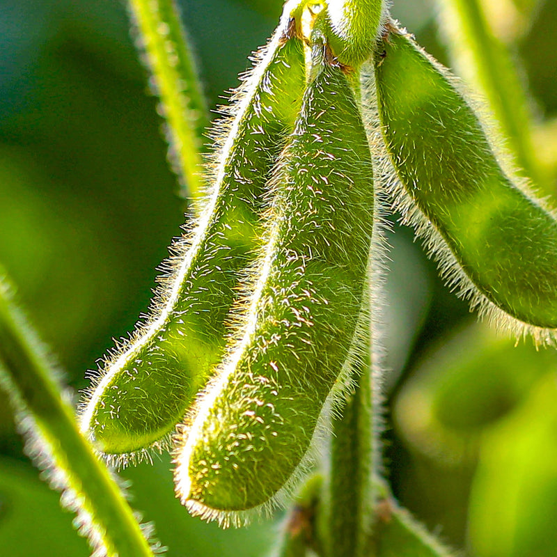 Los Poblanos | Tierra Candle