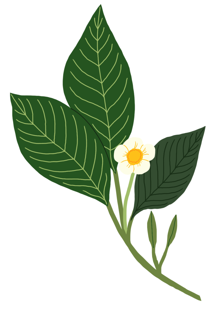 Diaspora Co. Spices | Kaveri Vanilla Whole Pods