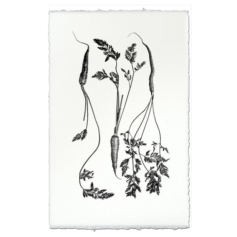 Barloga Studios | Three Carrots on Nepalese Hand-Made Paper, 9x14 inches