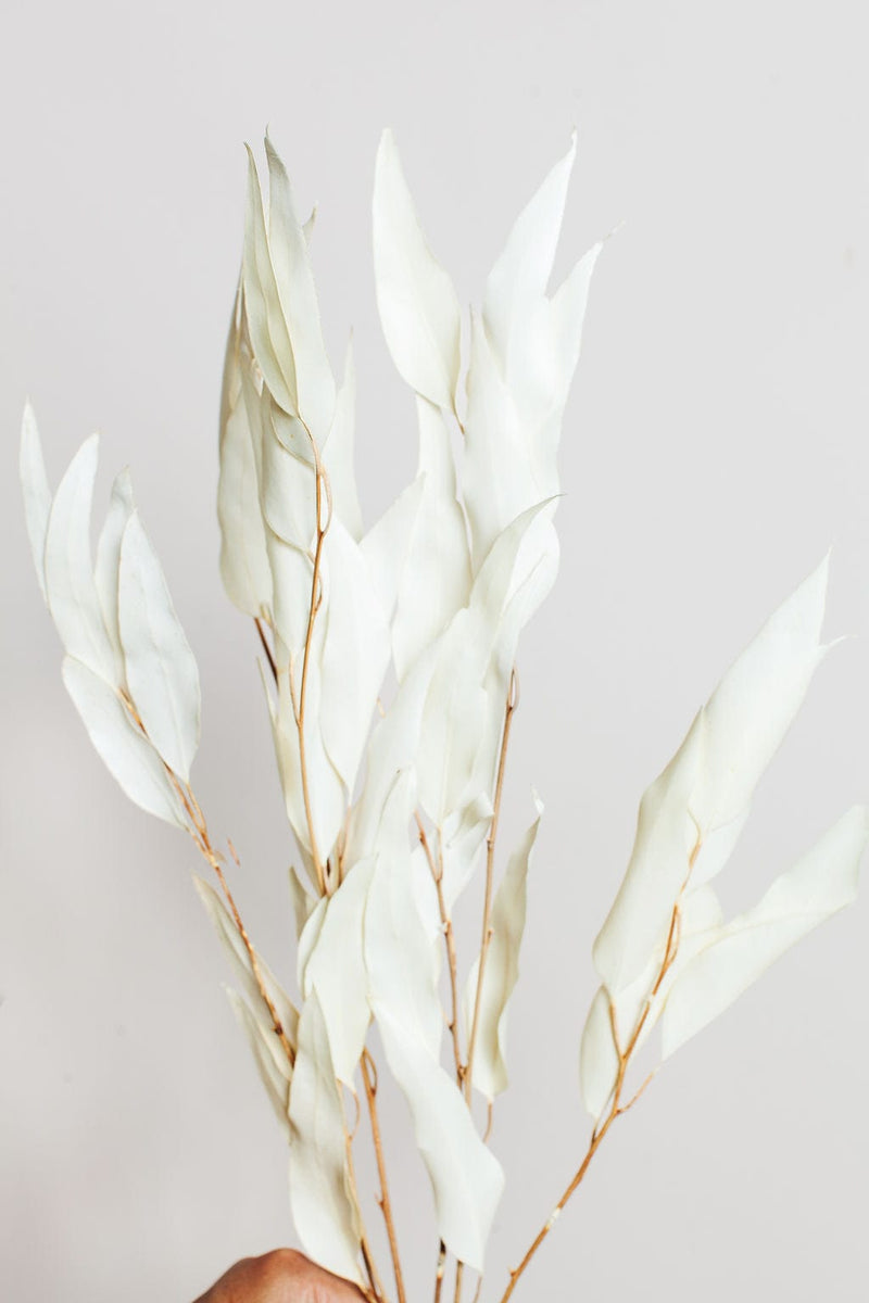 Idlewild Floral Co. | Dried White Willow Eucalyptus