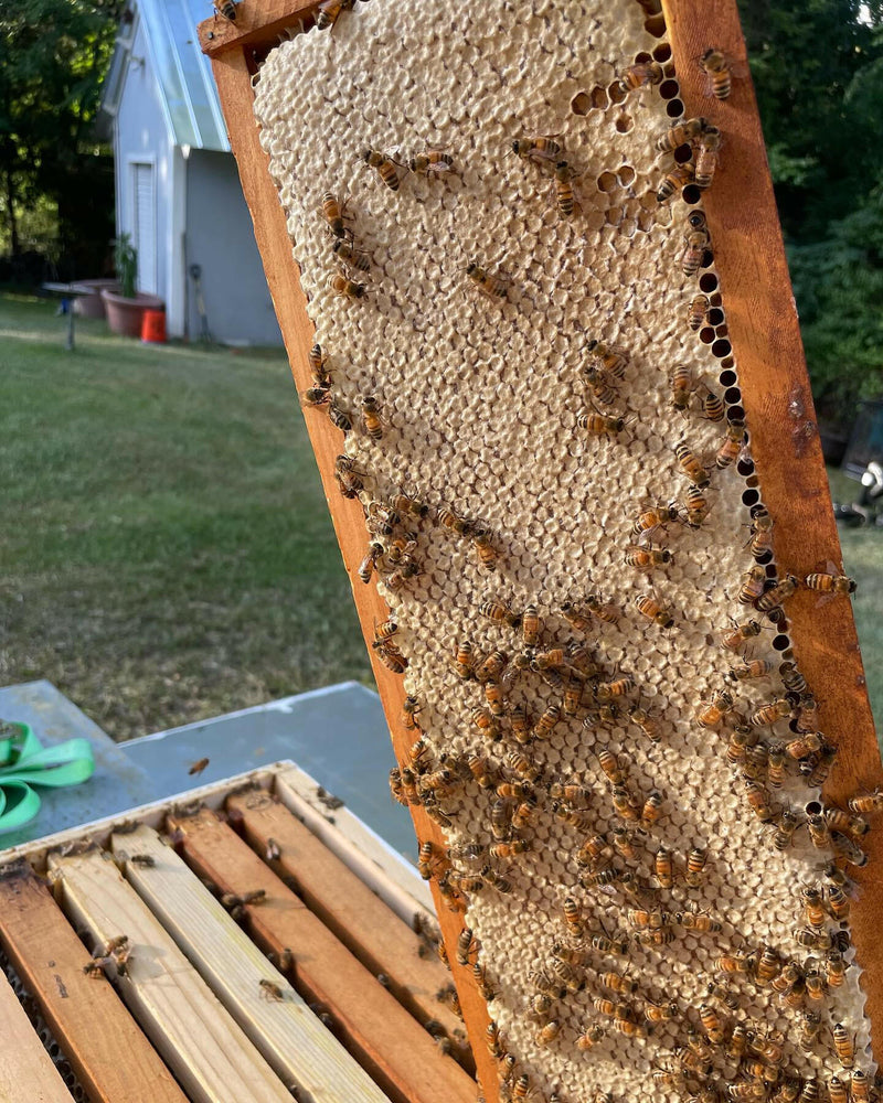 Lucky Bee Farms Honeycomb Jar featuring bees on a honeycomb, highlighting raw, unfiltered honey from Athens, GA, ideal for enhancing culinary creations.