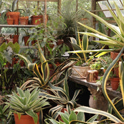 The Floral Society | Watering Can - White: Copper-plated, modern design with a curved handle and extended spout, perfect for indoor and outdoor gardening tasks.