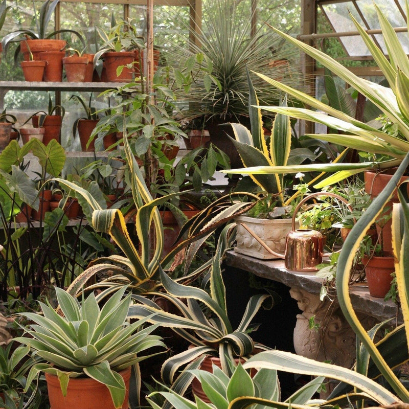 The Floral Society | Watering Can - White: Copper-plated, modern design with a curved handle and extended spout, perfect for indoor and outdoor gardening tasks.