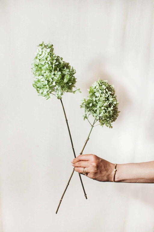 Close-up of Idlewild Floral Co's Peegee Hydrangeas - Lilac with lush foliage, held by a person wearing a gold bracelet, showcasing its preserved, soft texture.