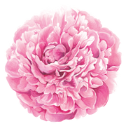 Peony Paper Collection placemats by Hester & Cook feature intricately painted pink peonies, perfect for enhancing elegant dining settings like bridal brunches or garden parties.